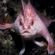Image for article titled World Of Warcraft Creatures Prowl The Waters Of Southern Australia